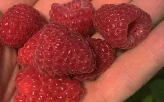 Sapphire / Сапфір