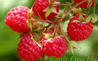 Fruatfri / Фруатфрі