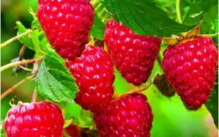 Брусиловская