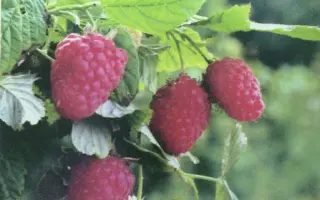 Марьянушка / Мар'янушка