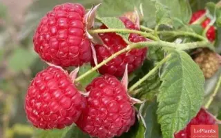 Рось (Ласка) / Рось