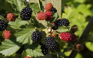 APF 190T / АПФ 190Т