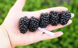 APF 45 / АПФ 45