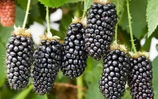 Karaka Black / Карака Блек