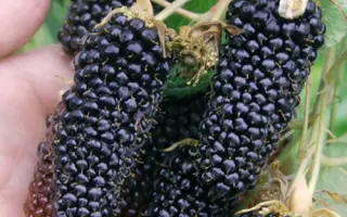 Columbia Giant / Коламбія Джаєнт