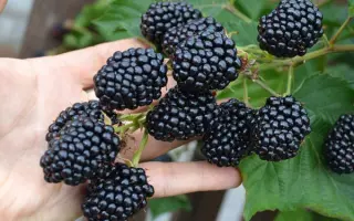 Loch Tay / Лох Тей