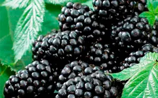 OUACHITA / УОШІТА