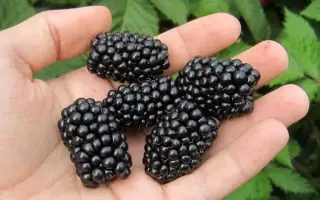 Cacanska Bestrna / Чачанска Бестрна