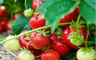 Allegro / Аллегро