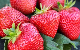 APRICA / АПРІКА