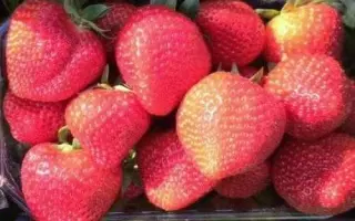 ARABELLA / АРАБЕЛЛА