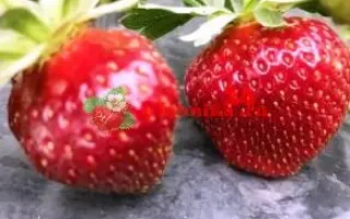 Багряна