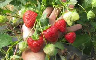 Vibrant / Вайбрант