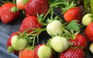 VIVARA / ВІВАРА