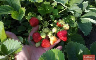 Дарунок учителю / Дарунок вчителю