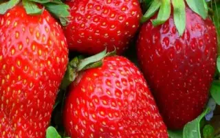 Everest / Еверест