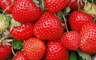 Elegance / Елеганс