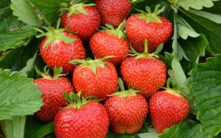 Elsanta / Ельсанта