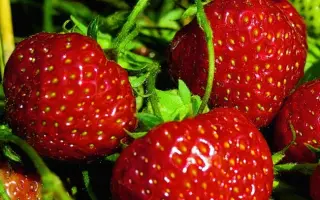 Senga Sengana / Зенга Зенгана