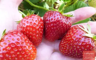 Источник / Істочник