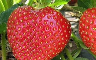 Kimberly / Кімберлі