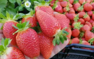 LAETITIA / ЛЕТИЦІЯ