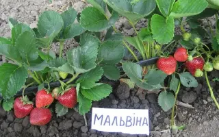 Malwina / Мальвіна