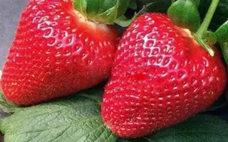 MURANO / МУРАНО