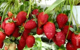 MALGA / МАЛЬГА