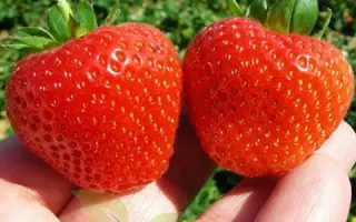 Portola / Портола