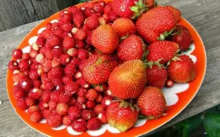 Прысвята / Присвята