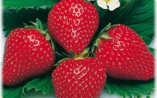 RENAISSANCE / РЕНЕСАНС