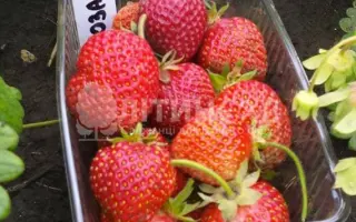 Розана київська