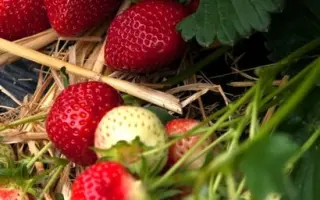 Rubis des Jardins / Рубі де Жардін