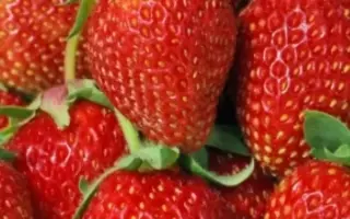 Русановка / Русанівка