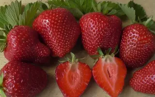 SANDRINA / САНДРІНА