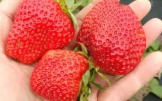 Sweet Ann / Світ Енн