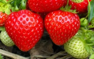 Sweet Charlie / Світ Чарлі