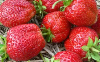 Symphony / Симфонія