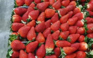 SIBILLA / СІБІЛЛА