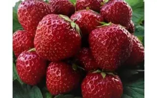 Sonata / Соната