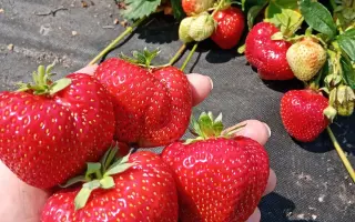 FEDERIKA / ФЕДЕРІКА