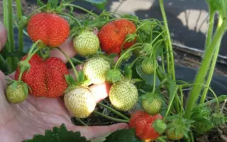 Фестивальная ромашка / Фестивальна ромашка