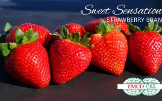 FL 09 127 / ФЛ 09 127