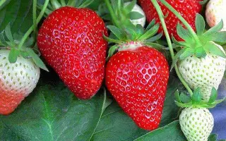 FL 13 26 134 / ФЛ 13 26 134