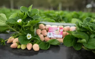 FL 16 78 109 / ФЛ 16 78 109