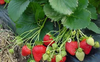 Flamenco / Фламенко