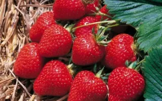 Florence / Флоренс