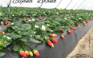 Florida Elyana / Флорида Еліана