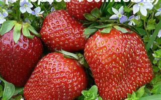 Florida Festival / Флорида Фестиваль